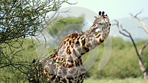 Amazing portrait of giraffe eating with little birds landing on his neck. Exotic african wildlife in its habitat