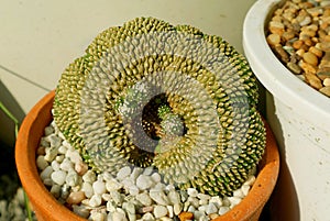 Potted Notocactus Scopa Cristata Cactus Growing in the Sunlight photo