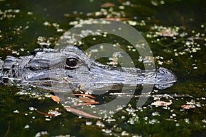 Amazing Profile of a Gator in the Barataria Preserve