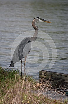 Amazing Profile of a Great Blue Heron in Louisiana