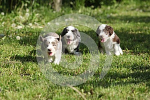 Amazing puppies of Bearded Collie