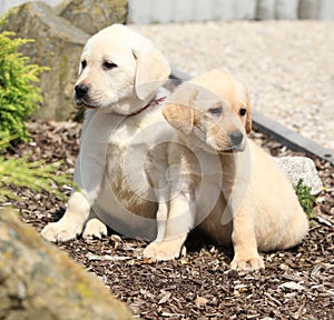Amazing puppies of labrador retriever