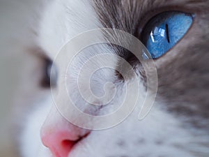 Amazing Ragdoll cat blue eyes