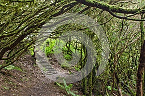 The amazing rain-forest in La Gomera