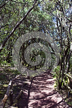 The amazing rain-forest in La Gomera,