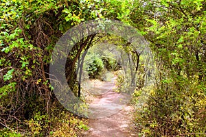 The amazing rain-forest in La Gomera