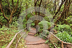 The amazing rain-forest in La Gomera