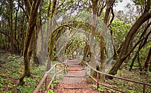 The amazing rain-forest in La Gomera
