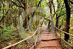 The amazing rain-forest in La Gomera photo