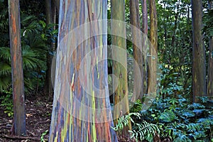 Amazing rainbow eucalyptus photo