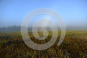 Amazing rainbow light on a forest swamp at sunrise