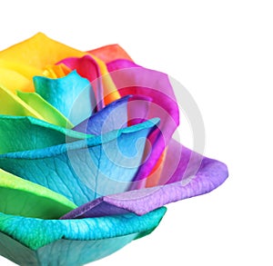 Amazing rainbow rose flower