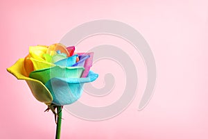 Amazing rainbow rose flower