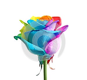 Amazing rainbow rose flower