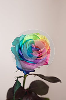 Amazing rainbow rose flower symbolize happiness and luck.