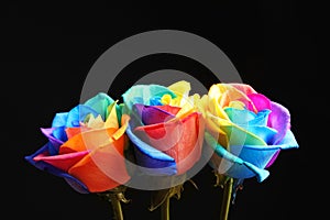 Amazing rainbow rose flowers