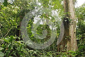 Cloudy rainforest high jungle Henri Pittier National Park Venezuela but photo
