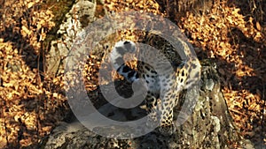 Amazing but rare amur leopard in Primorsky Safari Park, Russia