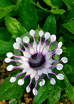 Amazing and rare flower