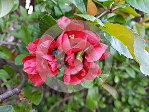 Amazing red blooming shrub