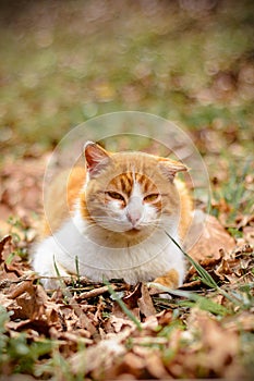 Amazing red cat rested lying in the woods