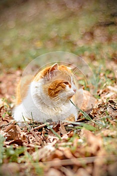 Amazing red cat rested lying in the woods