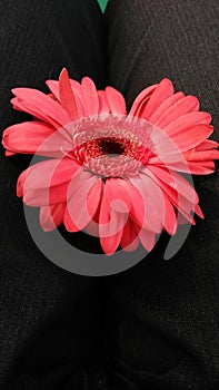 Amazing red flower with gret background