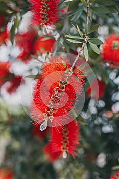 Amazing red flowers of the blooming Callistemon tree in a spring garden