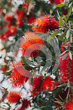 Amazing red flowers of the blooming Callistemon tree in a spring garden