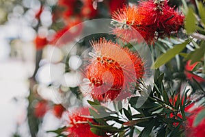 Amazing red flowers of the blooming Callistemon tree in a spring garden