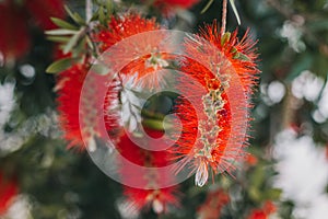 Amazing red flowers of the blooming Callistemon tree in a spring garden