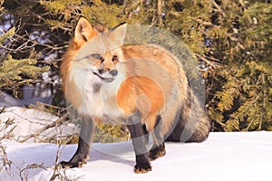 Amazing red fox portrait