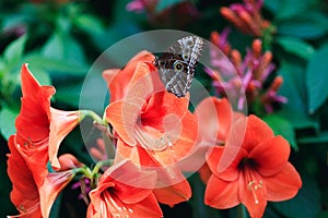 Amazing red lily with cute lime butterfly in spring garden.