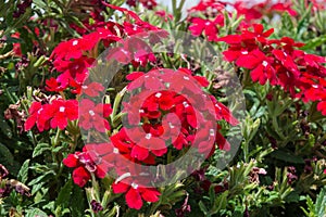 Amazing red verbena flowers in the garden