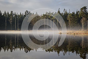 Amazing reflection in pine forest pond with mist covering the surface