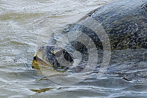 Wild large turtle living in the Indian Ocean, glancing with black eyes and showing enormous teeth