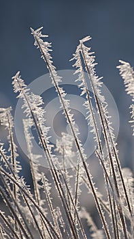 Amazing rime and frost crystals on grass in sunlight