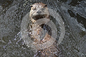 Amazing River Otter on His Back in a River