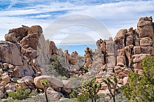 Amazing rock formations andjoshua trees at sunny Joshua Tree National Park