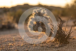 amazing rock formations in a desert landscape in Joshua Tree national park, California