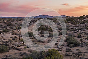 amazing rock formations in a desert landscape in Joshua Tree national park, California