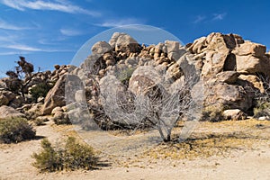 amazing rock formations in a desert landscape in Joshua Tree national park, California