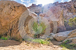 Amazing rock formations and desert shrubs at sunny Joshua Tree National Park