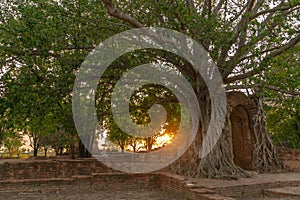 Amazing root of banyan tree hold the old ancient door for long time in Ayutthaya period