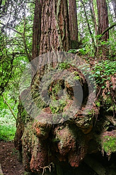 The amazing root system of Redwood trees Sequoia sempervirens