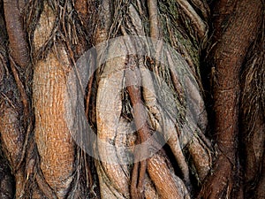 Amazing root of the tree