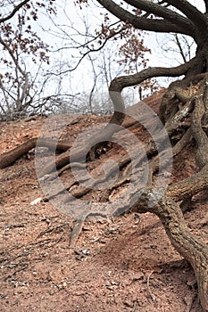 Amazing roots near an old abandoned bauxite mine in Hungary