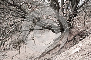 Amazing roots near an old abandoned bauxite mine in Hungary