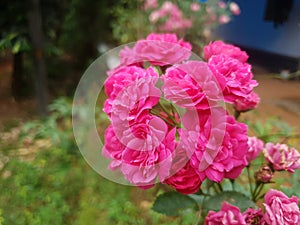 Amazing rose flowers together create beautiful looks