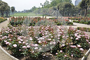 Amazing roses in Santiago, Chile